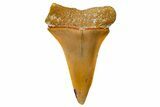 Fossil White Shark Tooth - Dakhla, Morocco #365248-1